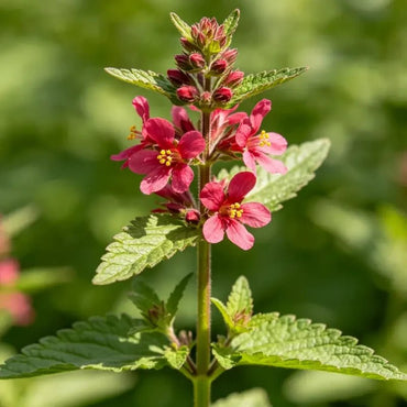 Red Valerian Seeds - Verdseeds