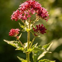 Red Valerian Seeds - Verdseeds