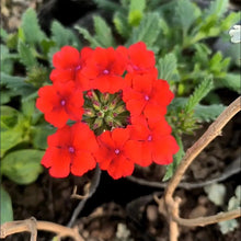 Red Verbena Seeds - Verdseeds