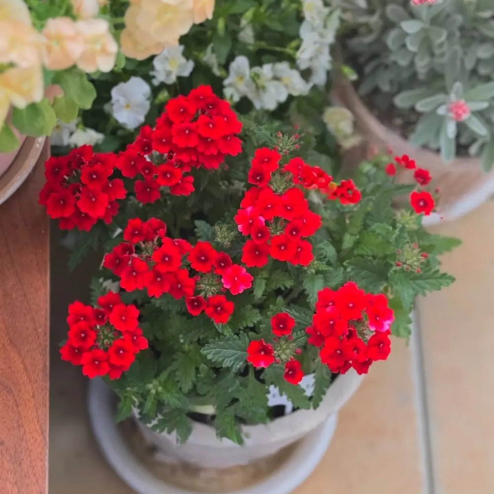 Red Verbena Seeds - Verdseeds