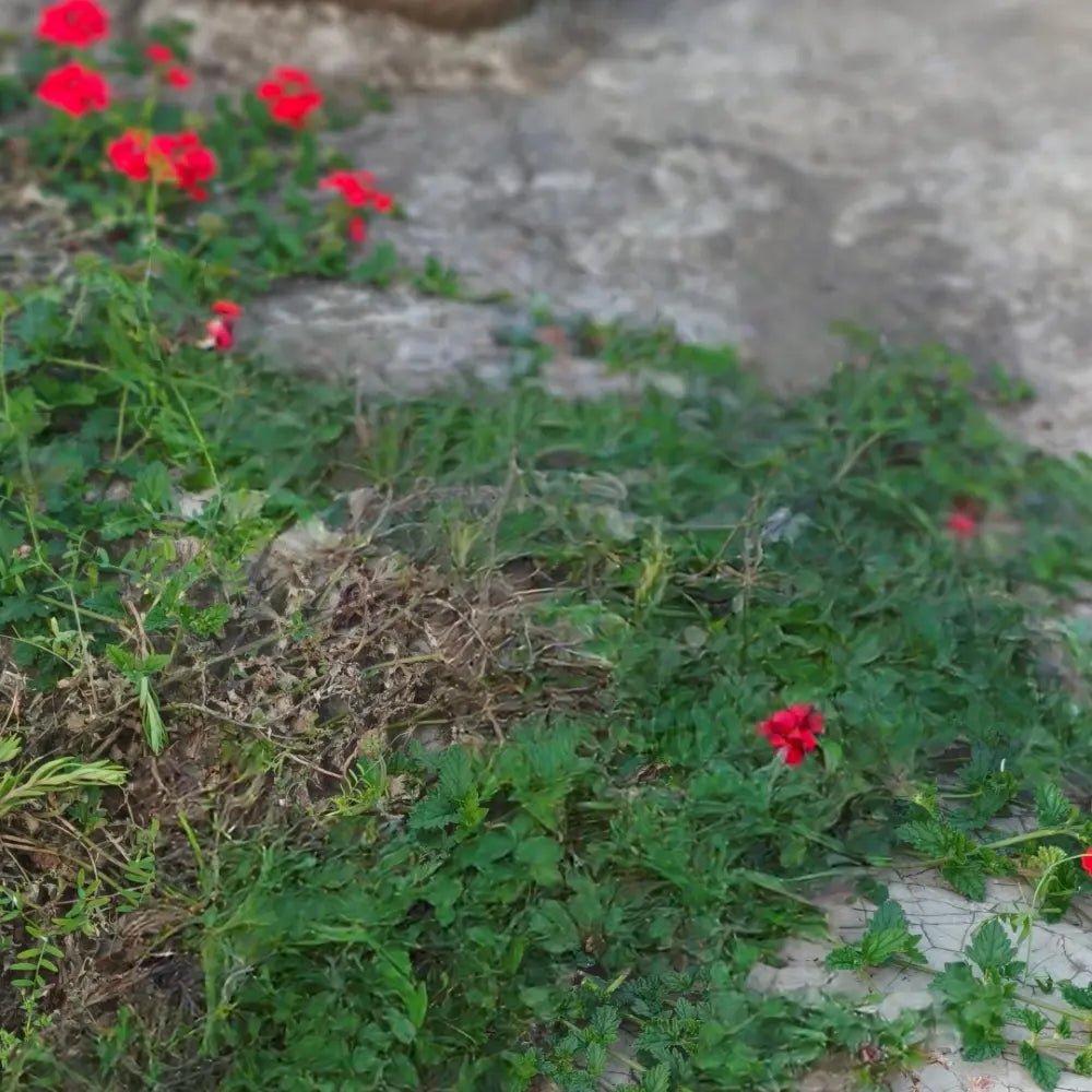 Red Verbena Seeds - Verdseeds