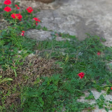 Red Verbena Seeds - Verdseeds