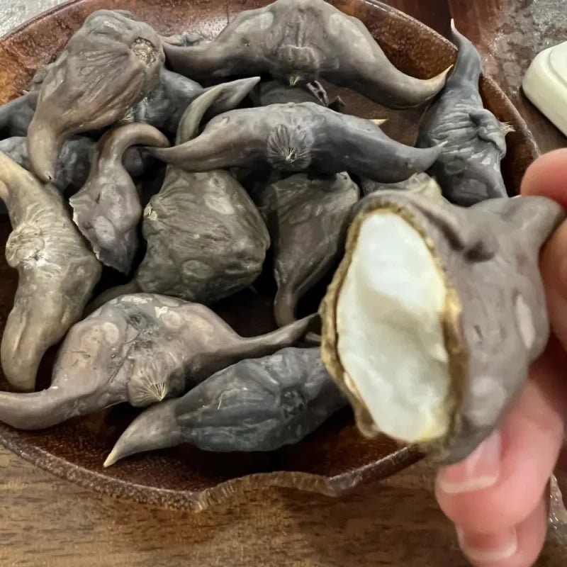 Red Water Caltrop Seeds - Verdseeds