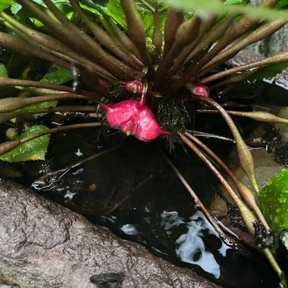 Red Water Caltrop Seeds - Verdseeds