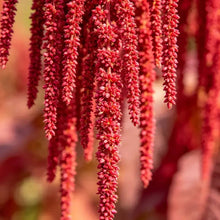 Red Whip Love Lies Bleeding Seeds - Verdseeds