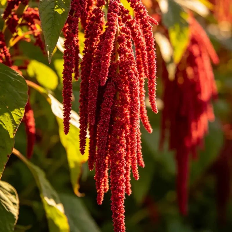 Red Whip Love Lies Bleeding Seeds - Verdseeds
