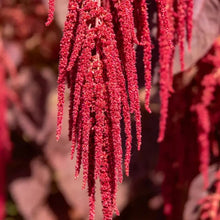 Red Whip Love Lies Bleeding Seeds - Verdseeds