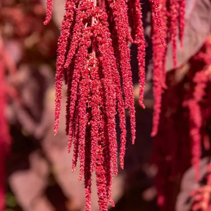 Red Whip Love Lies Bleeding Seeds - Verdseeds