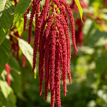 Red Whip Love Lies Bleeding Seeds - Verdseeds