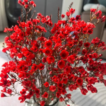 Red Wintersweet Seeds - Verdseeds