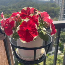 Red with White Edge Petunia Double Seeds - Verdseeds