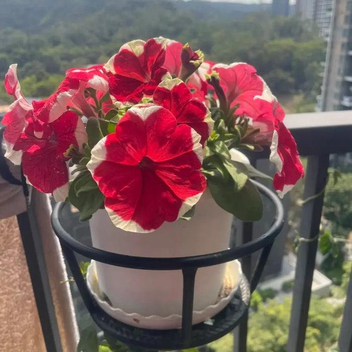 Red with White Edge Petunia Double Seeds - Verdseeds