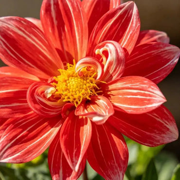 Red with White Silk Aster Seeds - Verdseeds