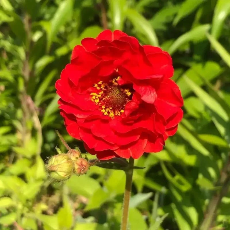 Red Wood Avens Seeds - Verdseeds