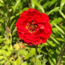 Red Wood Avens Seeds - Verdseeds