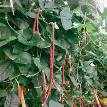 Red Yardlong Bean Seeds - Verdseeds