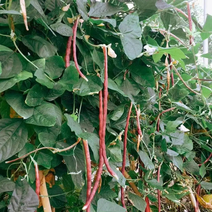 Red Yardlong Bean Seeds - Verdseeds