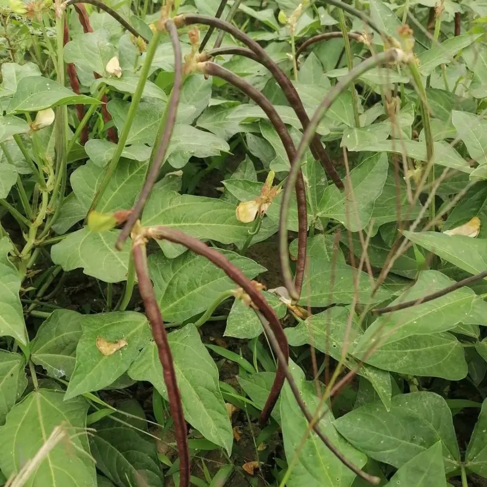 Red Yardlong Bean Seeds - Verdseeds