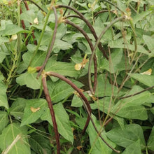 Red Yardlong Bean Seeds - Verdseeds
