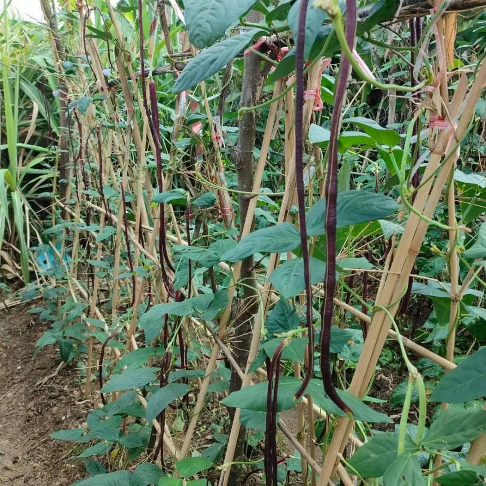 Red Yardlong Bean Seeds - Verdseeds