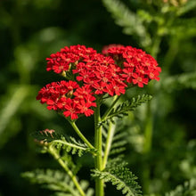 Red Yarrow Seeds - Verdseeds