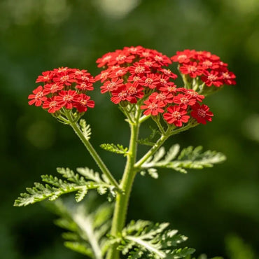 Red Yarrow Seeds - Verdseeds