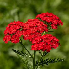 Red Yarrow Seeds - Verdseeds