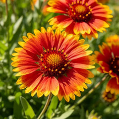 Red Yellow Gaillardia Seeds - Verdseeds