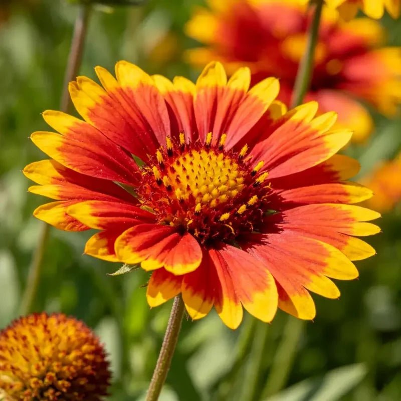 Red Yellow Gaillardia Seeds - Verdseeds