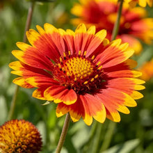 Red Yellow Gaillardia Seeds - Verdseeds