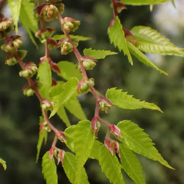 Red Zelkova Seeds - Verdseeds