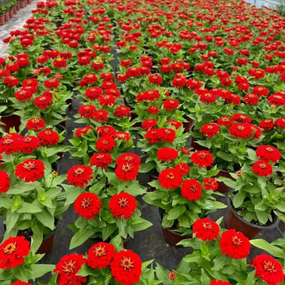 Red Zinnia Seeds - Verdseeds