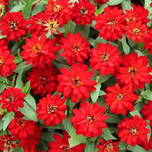 Red Zinnia Seeds - Verdseeds