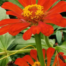 Red Zinnia Seeds - Verdseeds