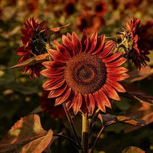 Reddish brown Sunflower Seeds - Verdseeds