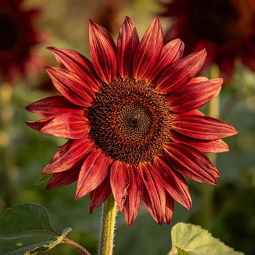 Reduce Red Sunflower Seeds - Verdseeds
