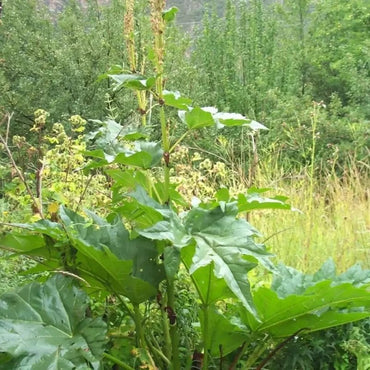 Rhubarb Seeds - Verdseeds