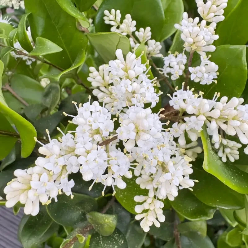 Japanese Privet Seeds