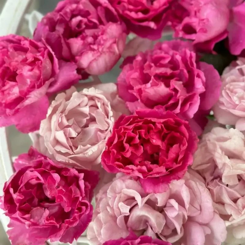 Romantic Leilei Garden Rose Seeds - Verdseeds