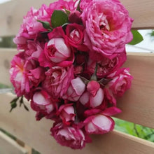 Romantic Leilei Garden Rose Seeds - Verdseeds