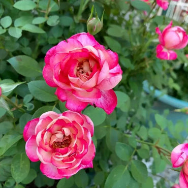 Romantic Leilei Garden Rose Seeds - Verdseeds