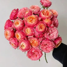 Romantic Pepita Garden Rose Seeds - Verdseeds
