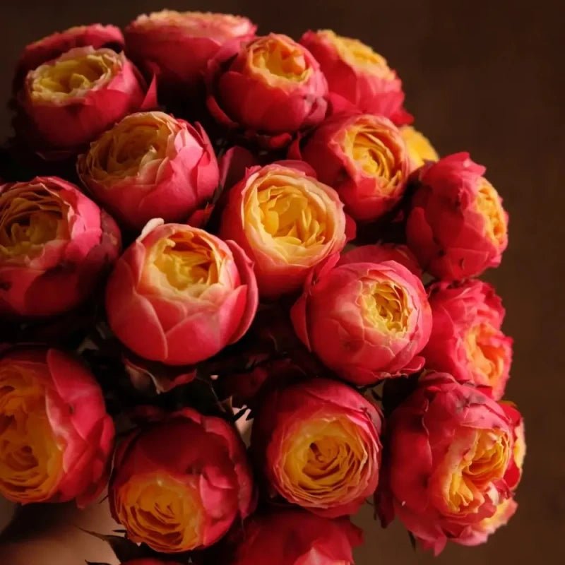 Romantic Pepita Garden Rose Seeds - Verdseeds