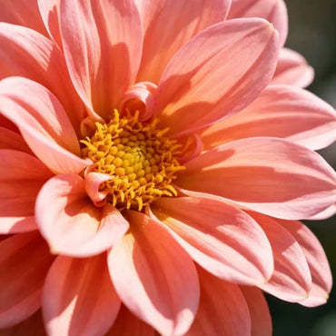 Rose Aster Seeds - Verdseeds