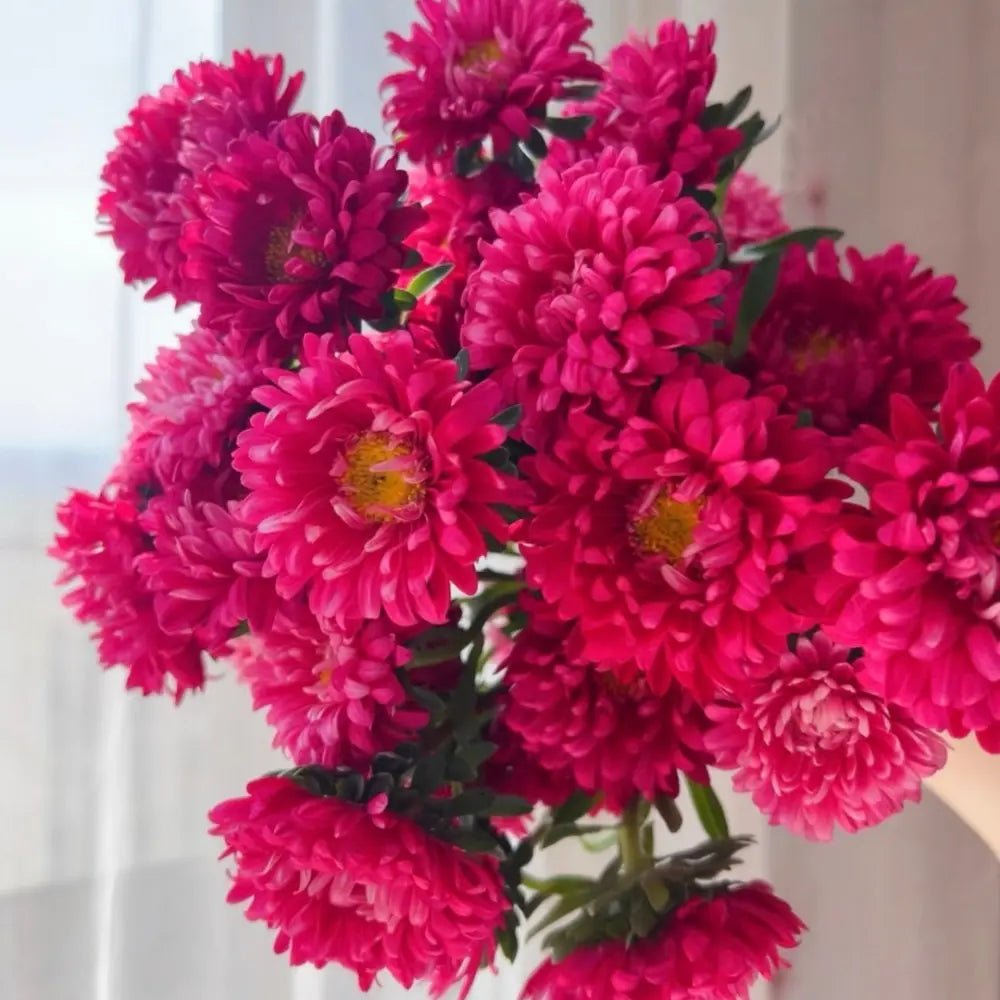 Rose Color China Aster Seeds - Verdseeds