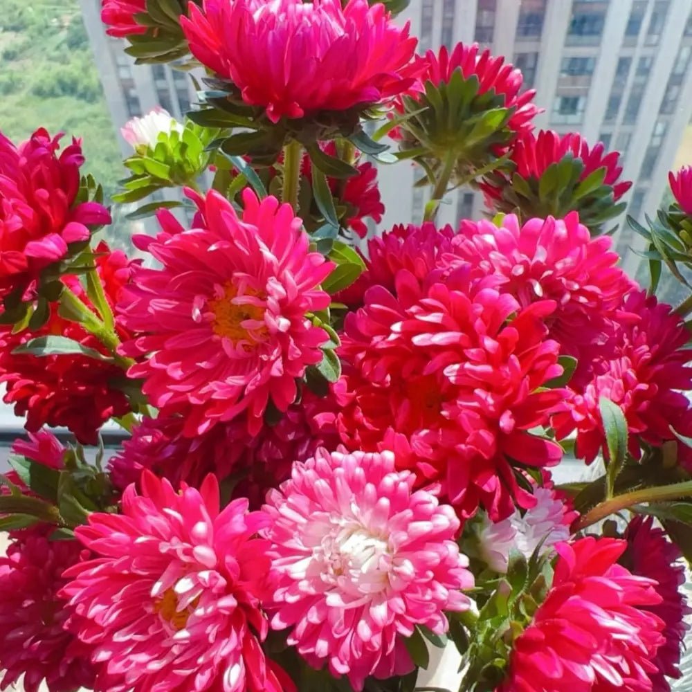 Rose Color China Aster Seeds - Verdseeds