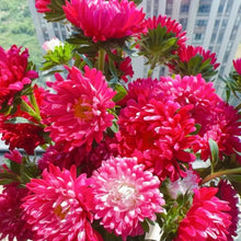Rose Color China Aster Seeds - Verdseeds