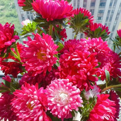 Rose Color China Aster Seeds - Verdseeds