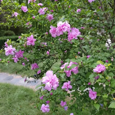 Rose of Sharon Seeds - Verdseeds