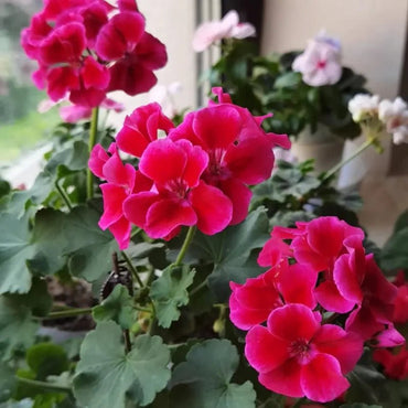 Rose Pink Calliope Geranium Seeds - Verdseeds